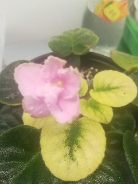 31195577_1619821508072726_5098531135638470656_n - Copy - violete 2018