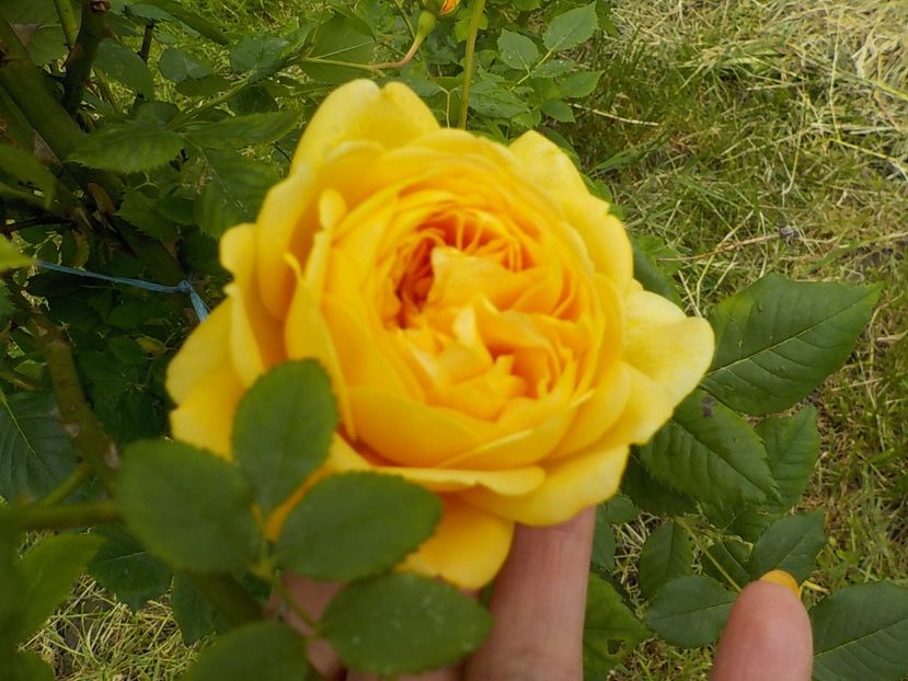  - golden celebration