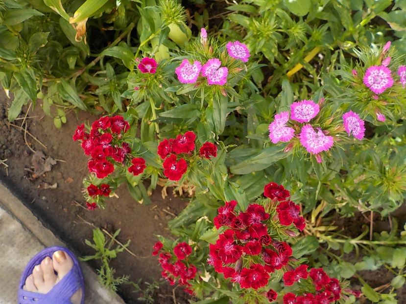  - dianthus