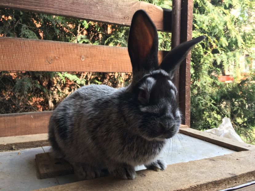 F RO 12 28 - X Iepuri ce i-am avut