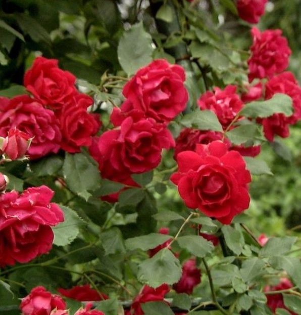 rosa-pauls-scarlet-76226 - Necunoscut posibil Paul Scarlet