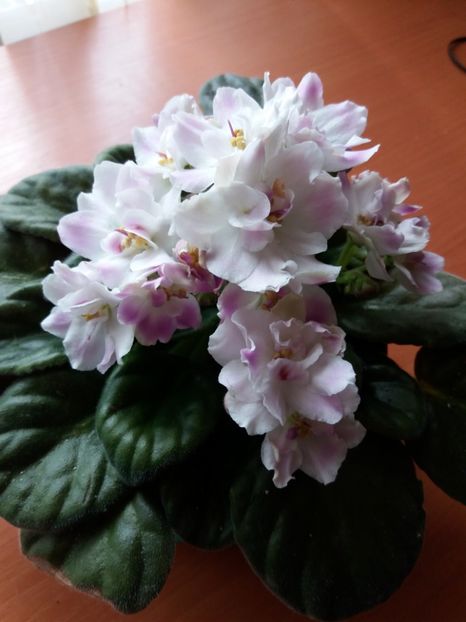  - 0Flori de interior si exterior 2018