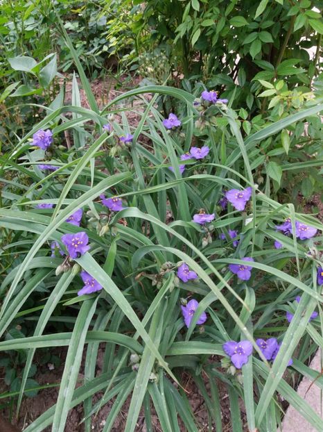  - 0Flori de interior si exterior 2018