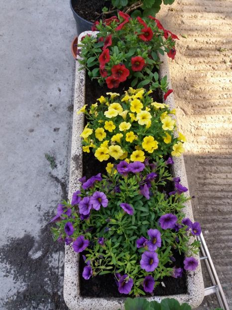  - 0Flori de interior si exterior 2018