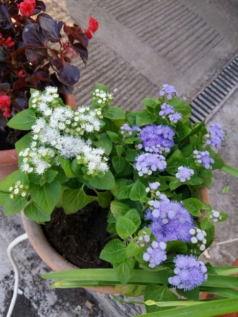  - 0Flori de interior si exterior 2018