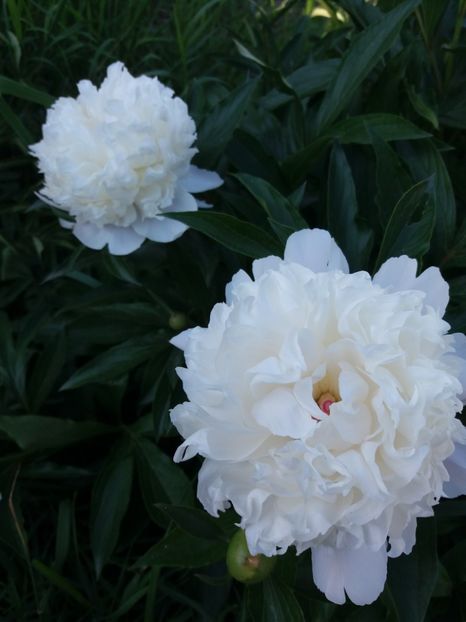  - 0Flori de interior si exterior 2018