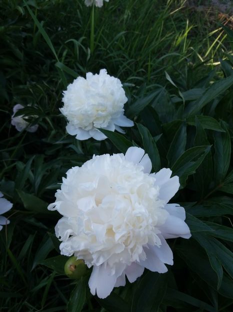  - 0Flori de interior si exterior 2018