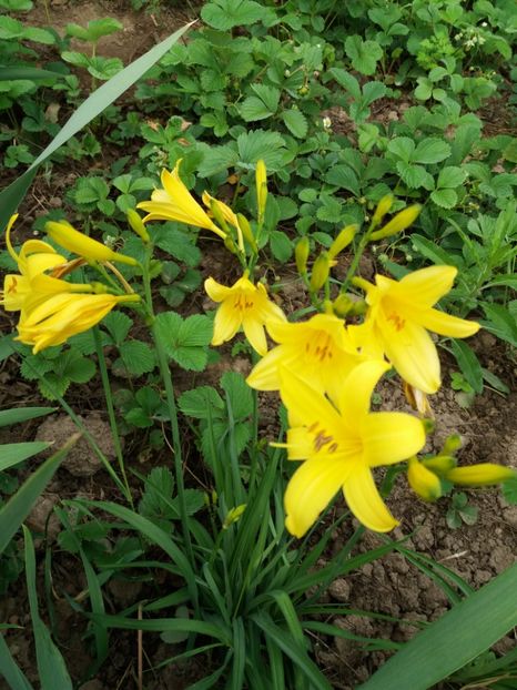  - 0Flori de interior si exterior 2018