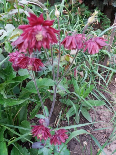  - 0Flori de interior si exterior 2018