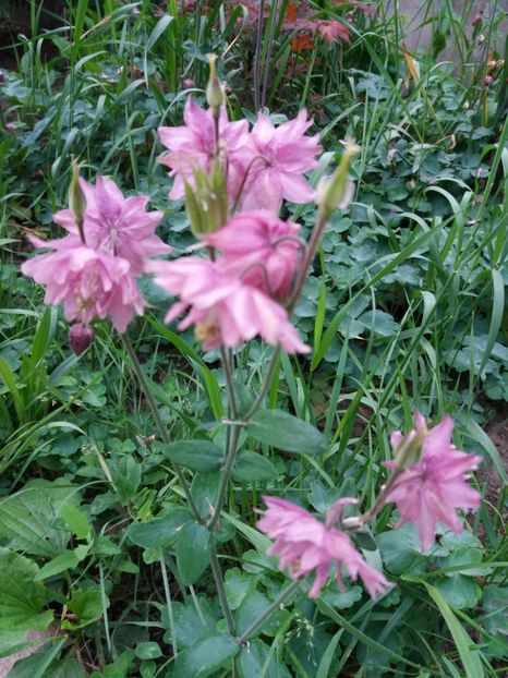  - 0Flori de interior si exterior 2018