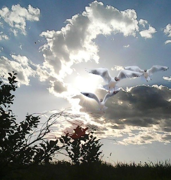 oie_nSXj2hkxyJal - Dansul norilor