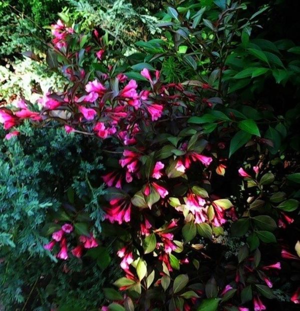 oie_BDtKuPVeHlc7 - Arbori