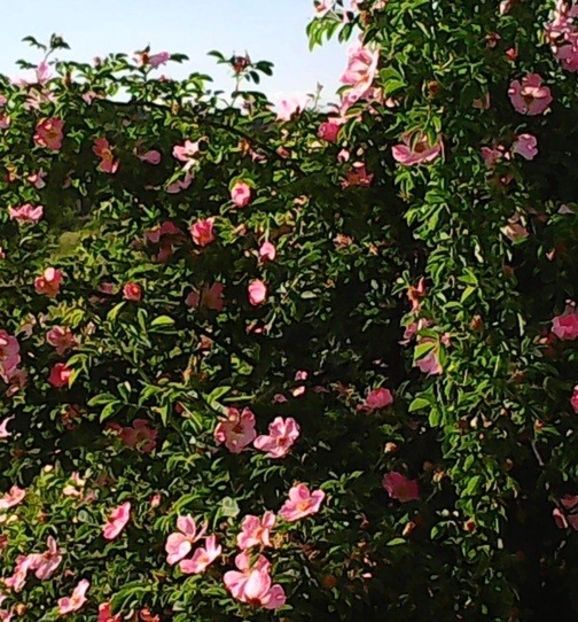 oie_PbjtCEeD4bCc - Arbori