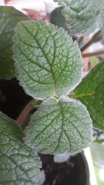 Niphea oblonga - 001 2018 - Niphea oblonga si xNiphimenes Lemonade