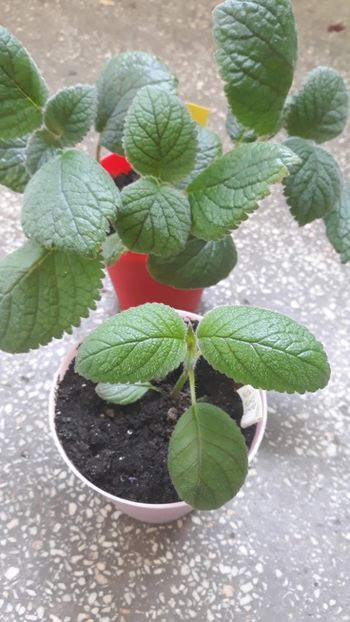 Mai fin - fata, si mai aspru - spate - 001 2018 - Niphea oblonga si xNiphimenes Lemonade