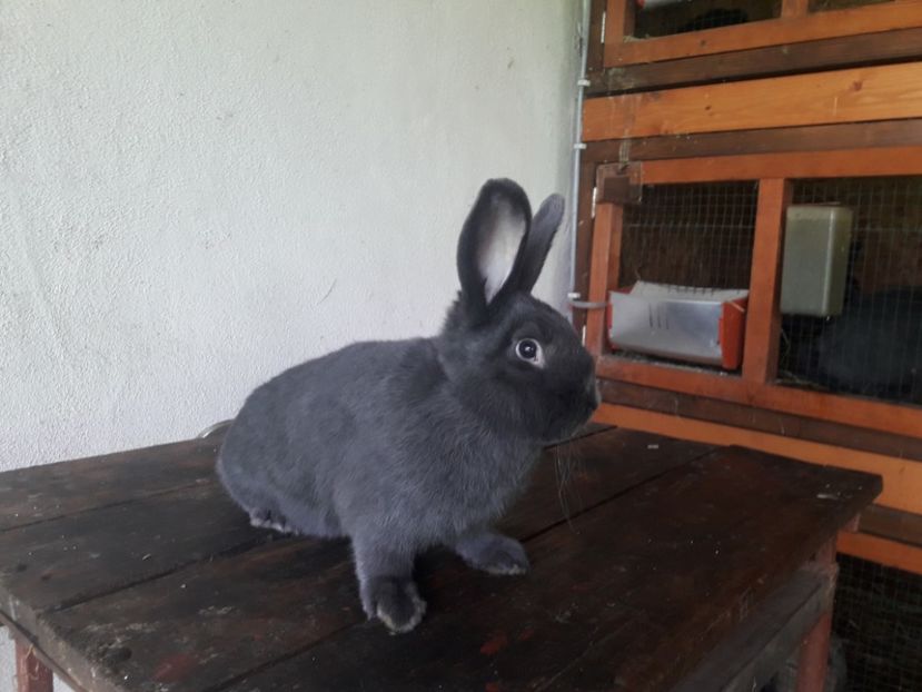  - A-IEPURI ALBASTRU VIENEZ