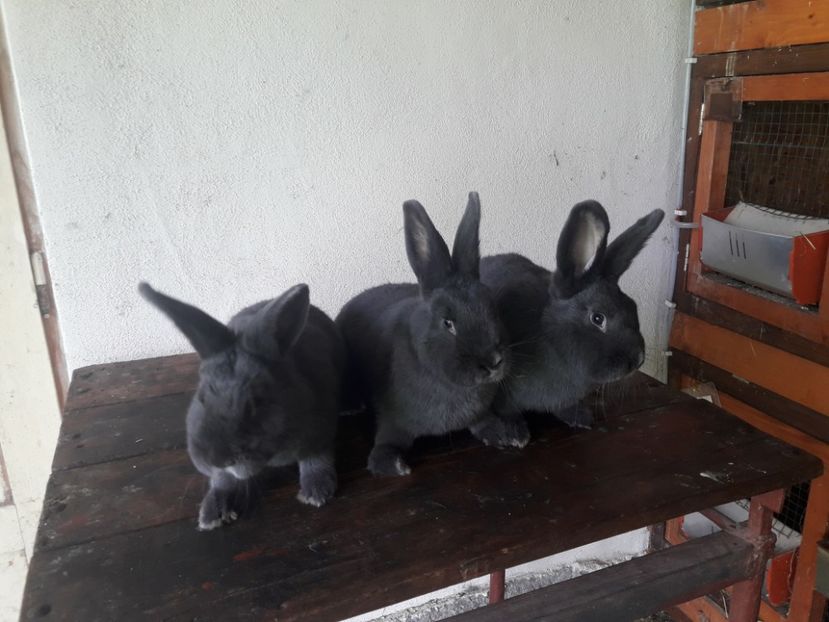  - A-IEPURI ALBASTRU VIENEZ