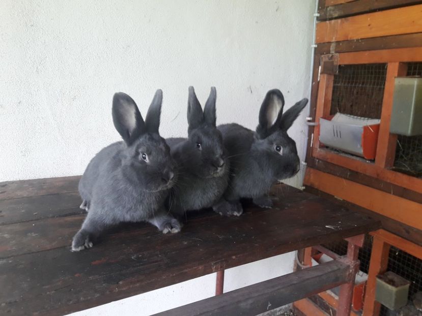  - A-IEPURI ALBASTRU VIENEZ