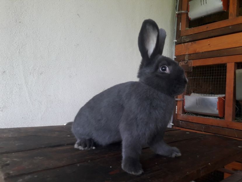  - A-IEPURI ALBASTRU VIENEZ