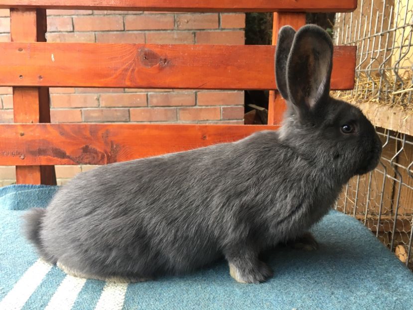 20.05.2018...3 luni - F 0-1 RO 12 2821 96-5 p Bistrita 2018