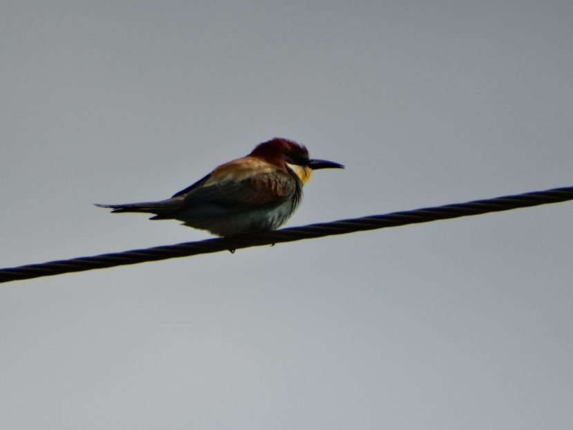 17.05 - a-vizitatorii gradinii 2018