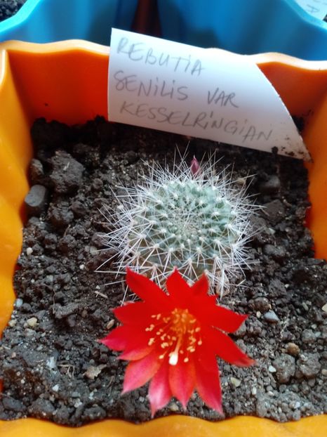 Rebutia Senilis var Kesselringian - Cactusi