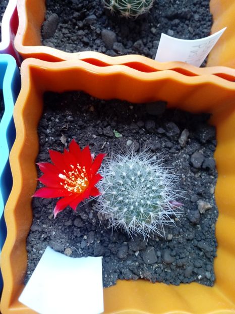 Rebutia Senilis var Kesselringian - Cactusi