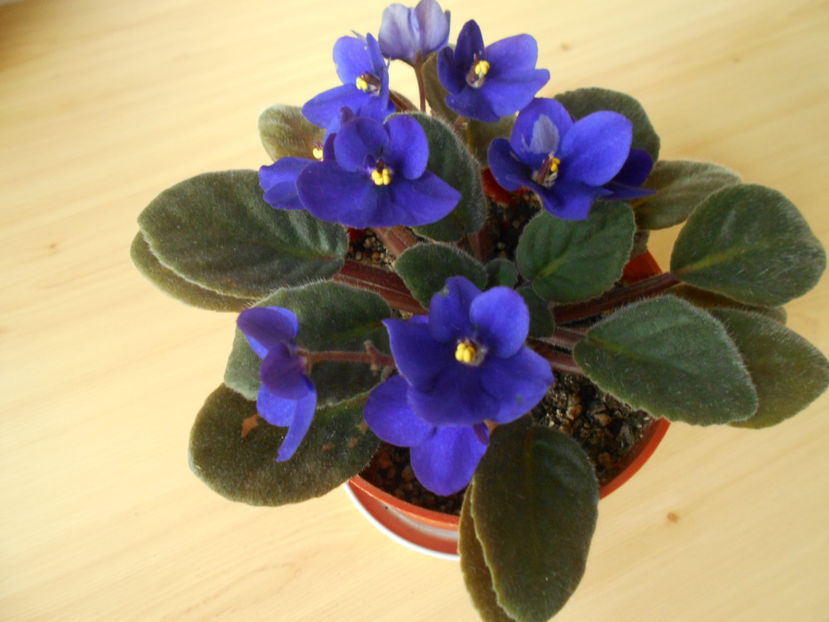  - violete comune