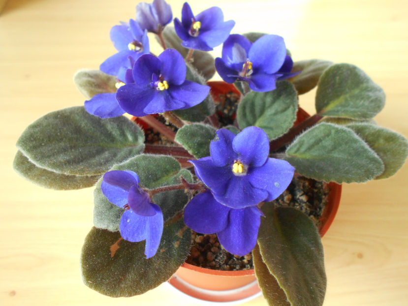  - violete comune