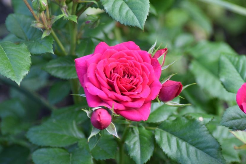  - Florile din gradina surioarei