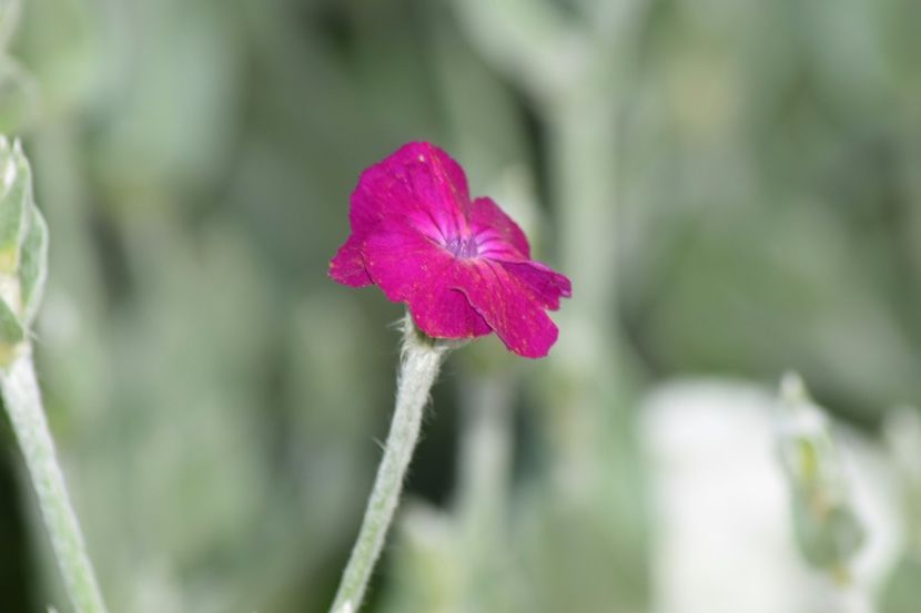  - Florile din gradina surioarei