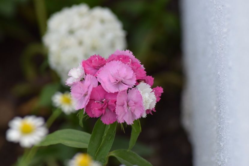  - Florile din gradina surioarei