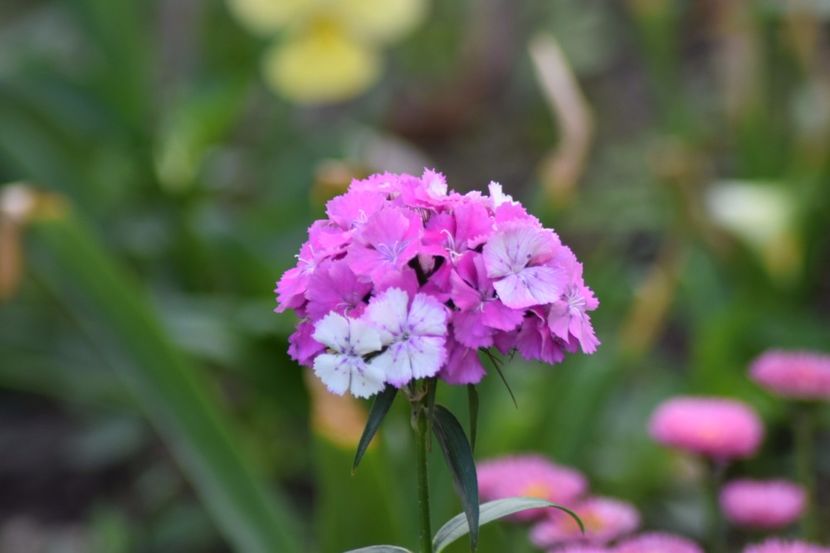  - Florile din gradina surioarei