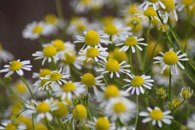  - Florile din gradina surioarei