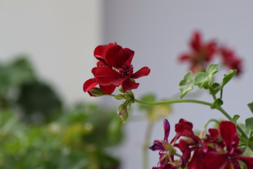  - Florile din gradina surioarei