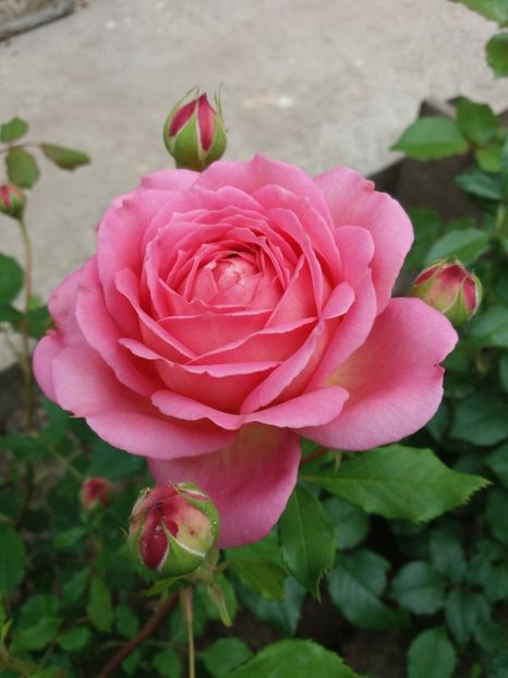  - Jubilee Celebration