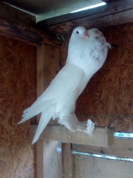  - Gusati de pomerania