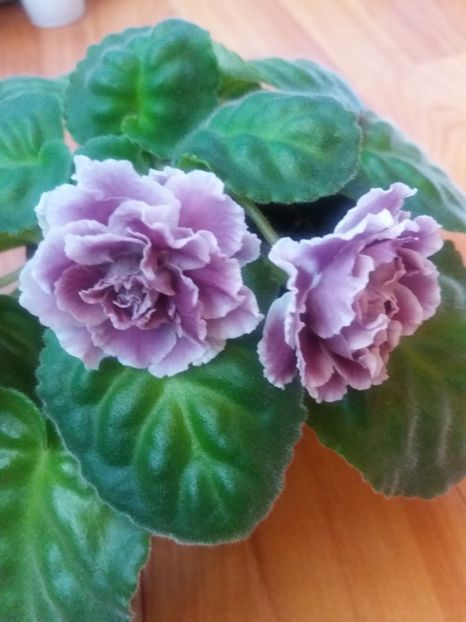 RS Duches 20 -rez - violete