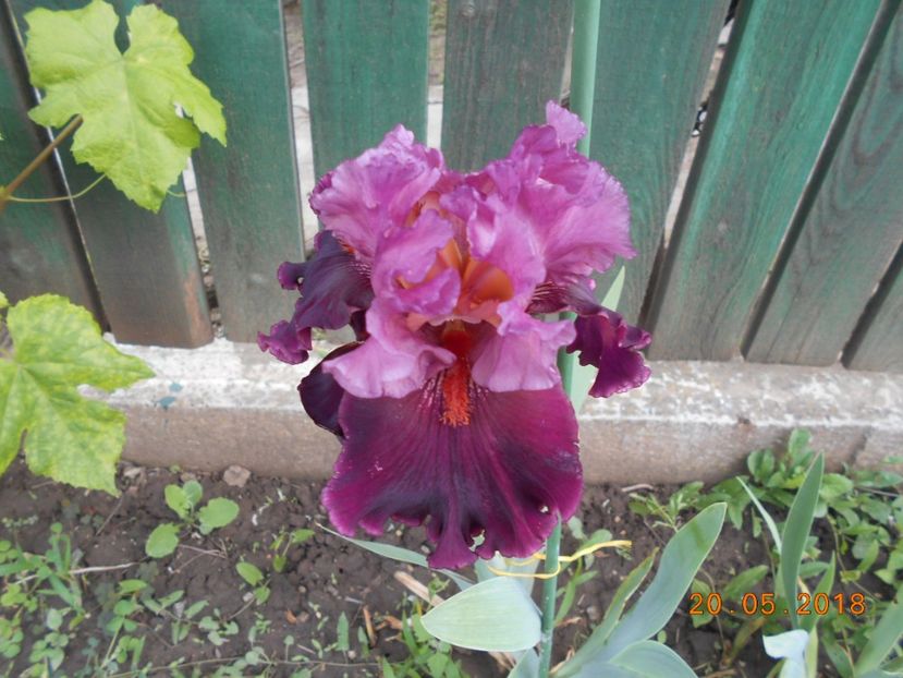 Up in Flames - 3Irisi 2018