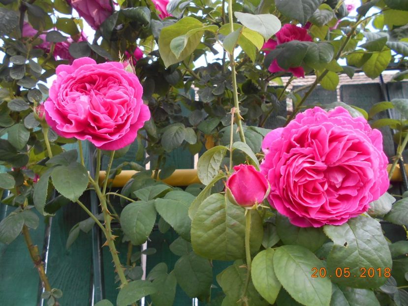  - Madame Isaac Pereire