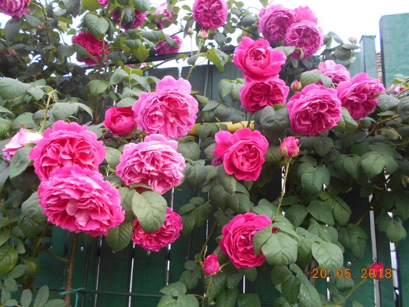  - Madame Isaac Pereire