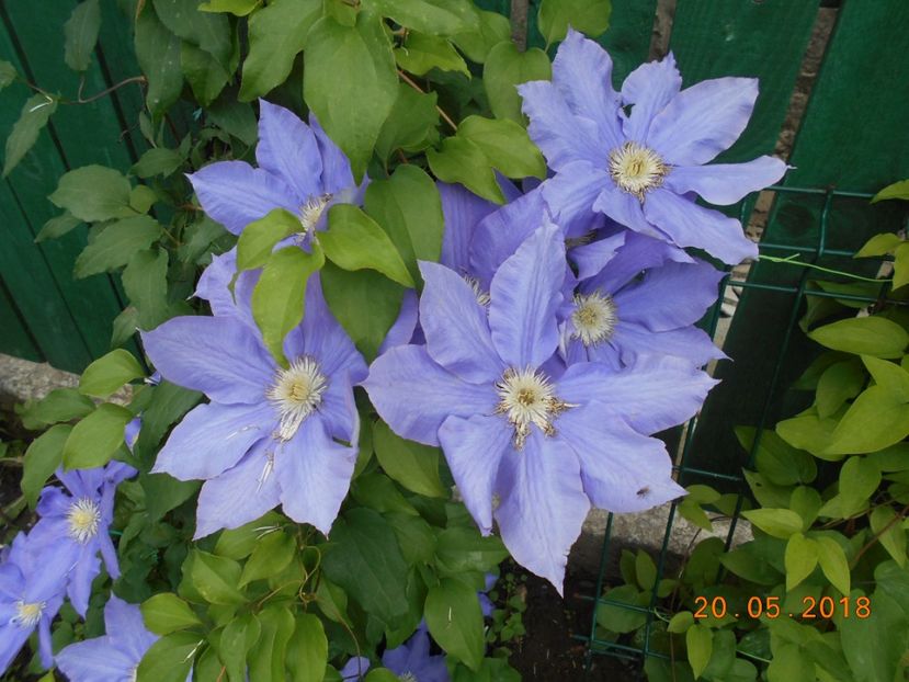  - 3Clematite2018