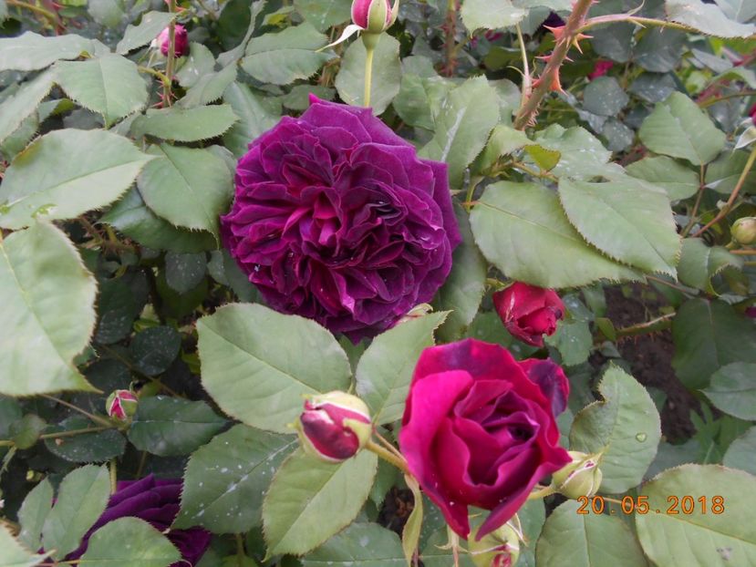 20.05.2018 - Munstead Wood