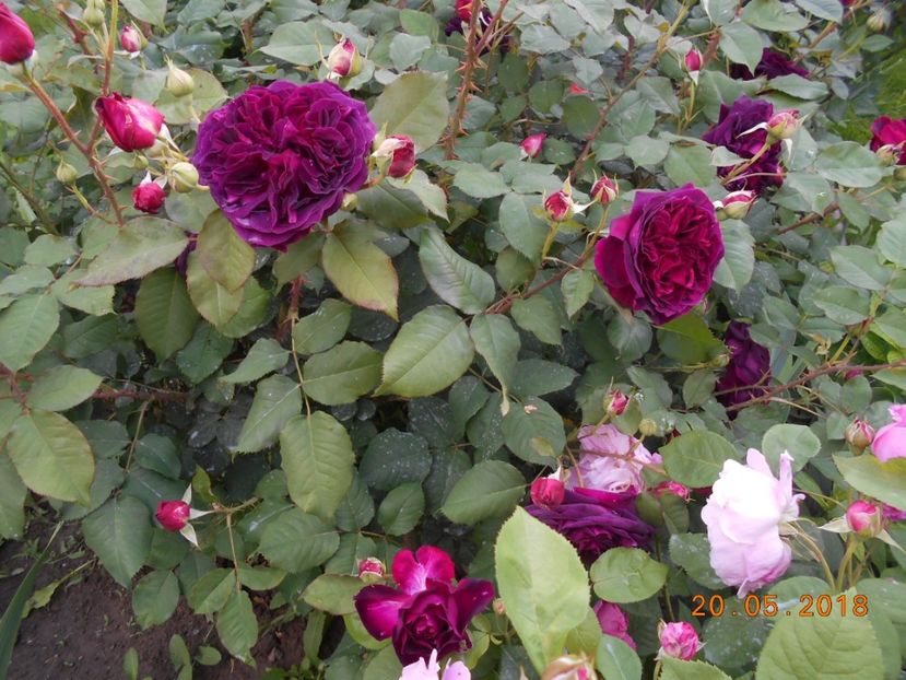 20.05.2018 - Munstead Wood