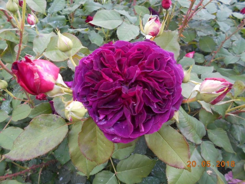 20.05.2018 - Munstead Wood