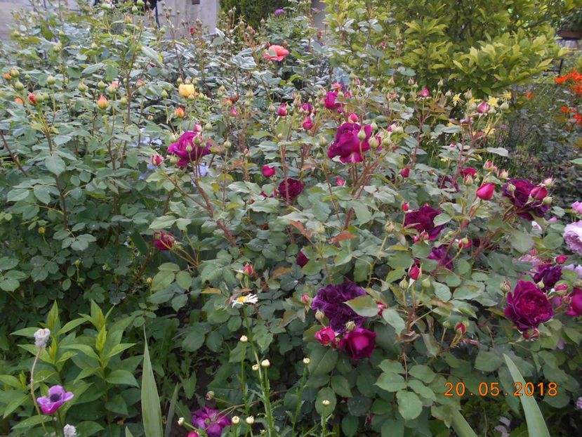 20.05.2018 - Munstead Wood