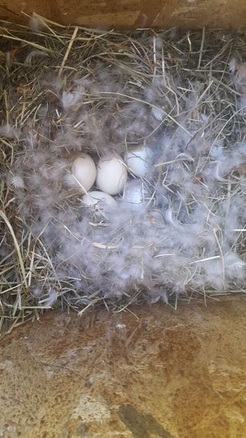 Cuib rata cu evantai -2018 - Rata cu evantai