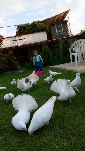 IMG-20180520-WA0011 - Cel mai mic Columbofil