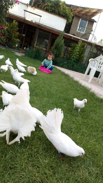 IMG-20180520-WA0009 - Cel mai mic Columbofil