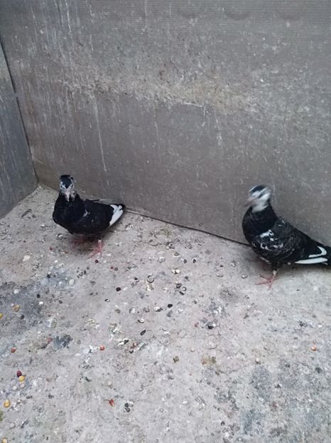  - Zburători de Belgrad